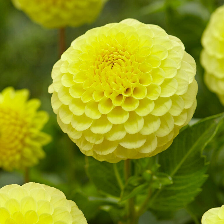 Dahlia Boll Golden Torch 1-pack